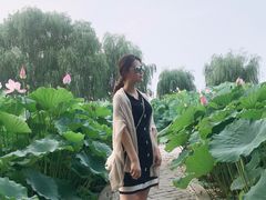 -白洋淀景区