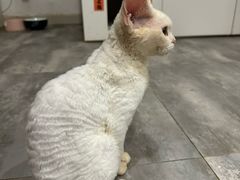 -楼上猫咖(罗湖店)