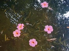 -老张烤羊(王哥庄店)