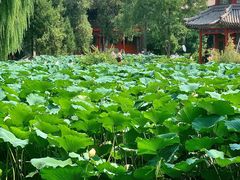 -莲池书院博物馆