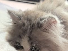 -瑞派宠物医院·犬猫全科·猫友好(宾水西道店)