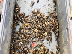 -芦潮港集贸市场