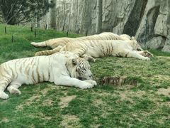 -北京野生动物园