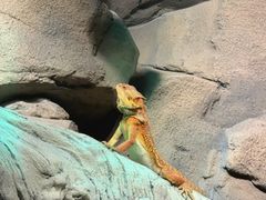 -帕帕拉兹宠物(亚洲旗舰店)