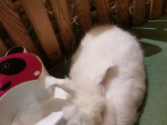 -藦茜花园宠物主题亲子互动体验馆(国顺东路店)