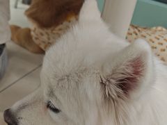 -怪兽屋·羊驼·猫咖·狗咖(俊华广场店)