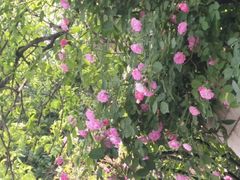 -武清南湖绿博园