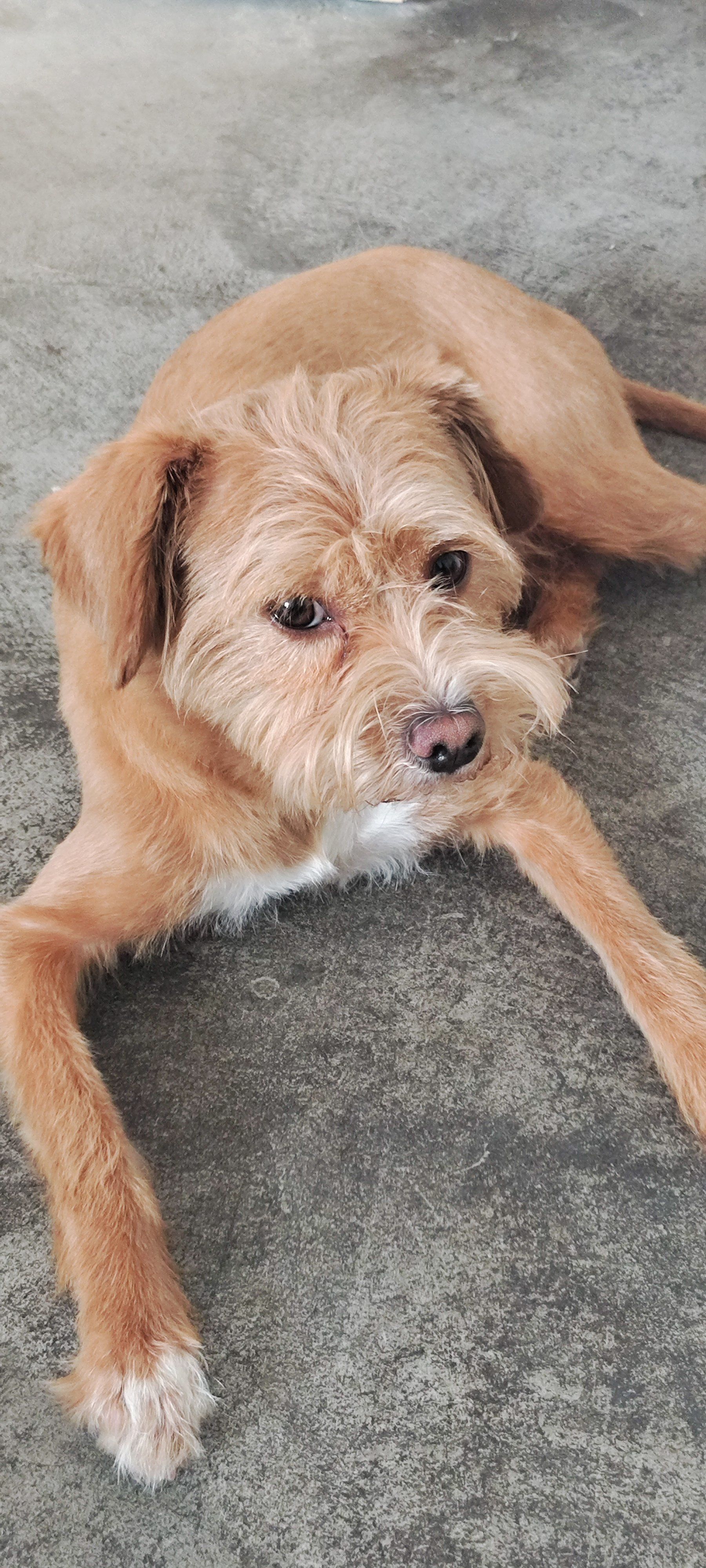 随手拍 手机里拍不完的毛孩子照片,可可爱爱没有脑袋