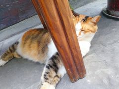 -星巴克臻选(成都宽窄巷子店)