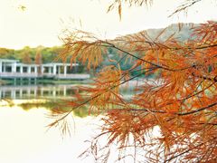 -莲花山公园