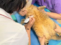 -瑞派·关忠动物医院·猫专科·犬专科(三环新城店)