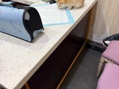 -宠爱国际动物医院·疑难骨科·心肾内科·皮肤科(太阳宫店)