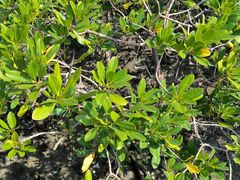 -北海金海湾红树林生态旅游区