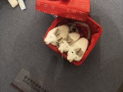 -张学良旧居陈列馆(大帅府)