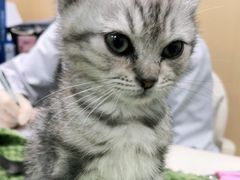 -宠颐生猫科·内科皮肤科(西平世纪城店)