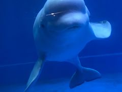 -芜湖新华联大白鲸海洋公园