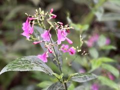 -西双版纳原始森林公园