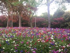 -上海鲜花港