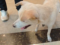 -宠颐生汉谟拉比宠物医院