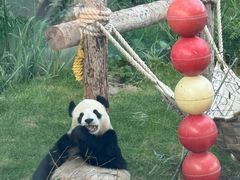 -大连森林动物园