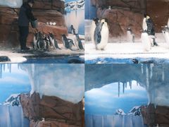 -海合安成都极地海洋公园