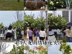 -大龙山(地铁站)