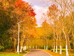 -昆山城市生态森林公园