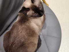 -藏猫猫咖啡主题馆(中央大道店)