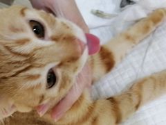 -艾贝尔宠物诊疗