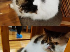 -喵园·猫主题咖啡厅·撸猫·猫咖(国贸店)