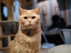 -小时光咖啡馆(开森度假森林店)