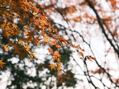 景点-秋霞圃