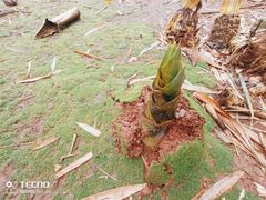 -海口火山口国家地质公园