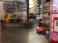 -百好乐宠物友好餐厅(朝外大街店)