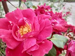 -歌斐颂巧克力小镇