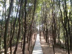 -火炉山森林公园
