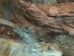 -酷以爬仙阁实体爬宠店·守宫·蜥蜴·专业繁育