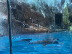 -帝企鹅自助餐厅•儿童岛•真企鹅(长隆企鹅酒店)