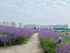 -洋湖国家湿地公园