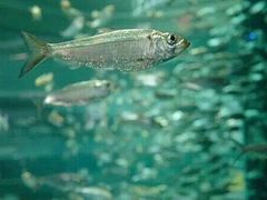 -瑞普利水族馆