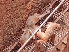-昆明动物园