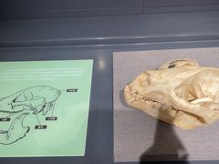 -四川大学博物馆