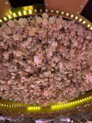 -花嫁丽舍婚礼殿堂(世博江景店)