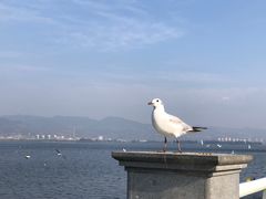 -海埂大坝