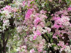 -深圳国际园林花卉博览园