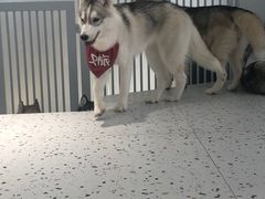-Husky Go!哈士奇体验馆·宠物咖啡厅狗咖