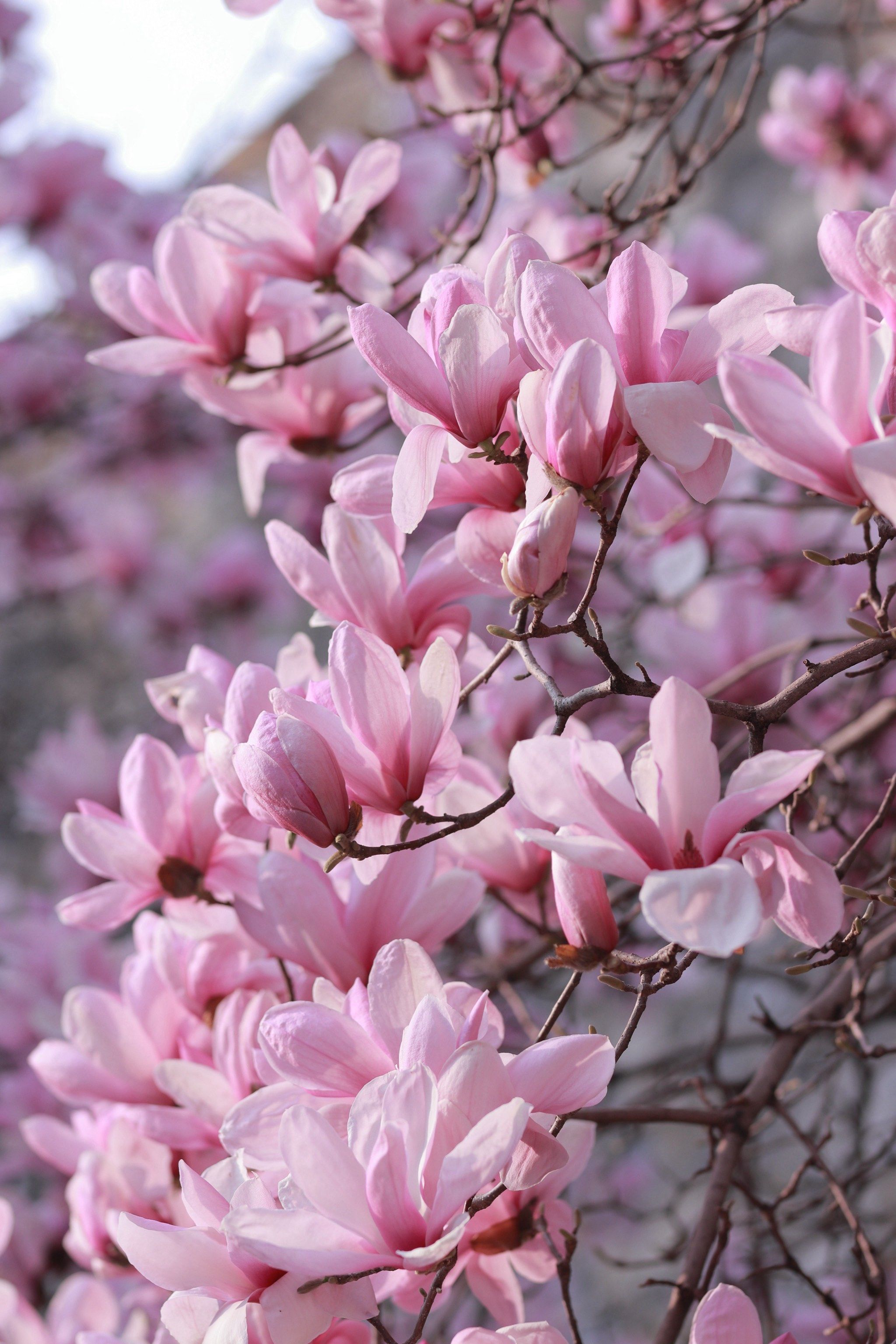 玉兰花原来这么好看