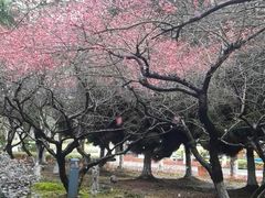-白塘生态植物园