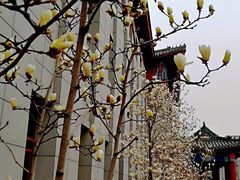 -中国中医科学院西苑医院(本部)