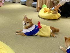 -逗柴咖啡屋·狗咖猫咖宠物桌游